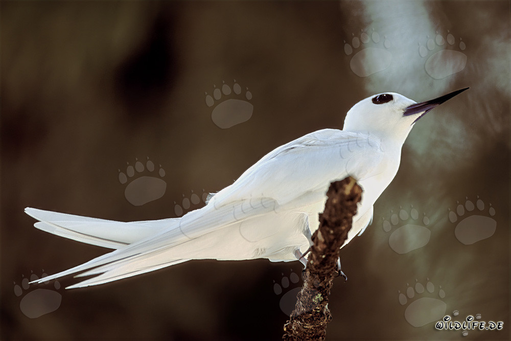 Graceful White Tern in Tropical Setting