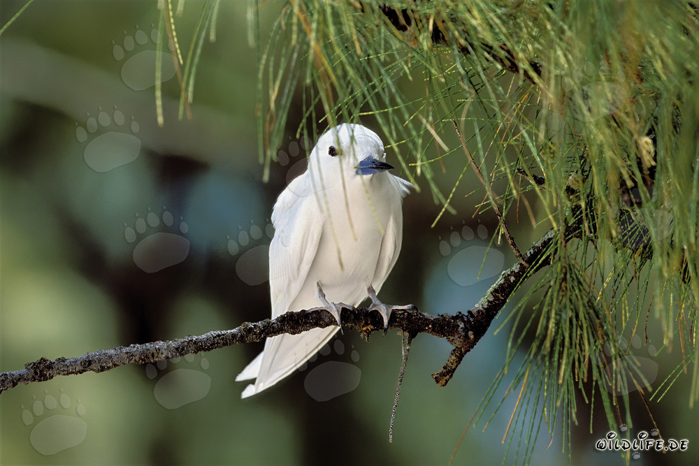 Elegante charrán blanco descansando en un árbol