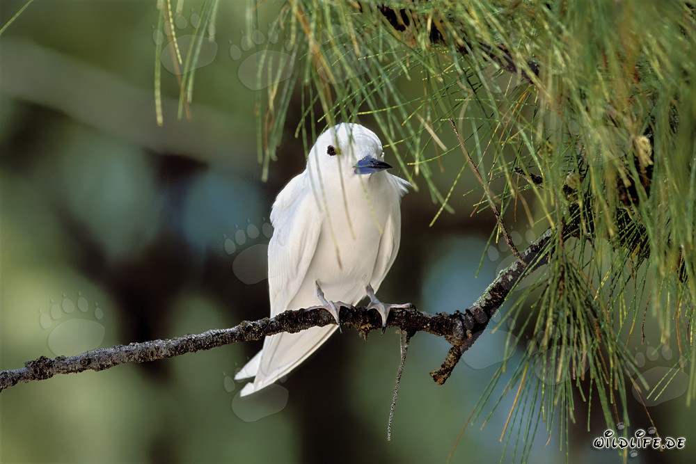Élégante sterne blanche reposant sur un arbre