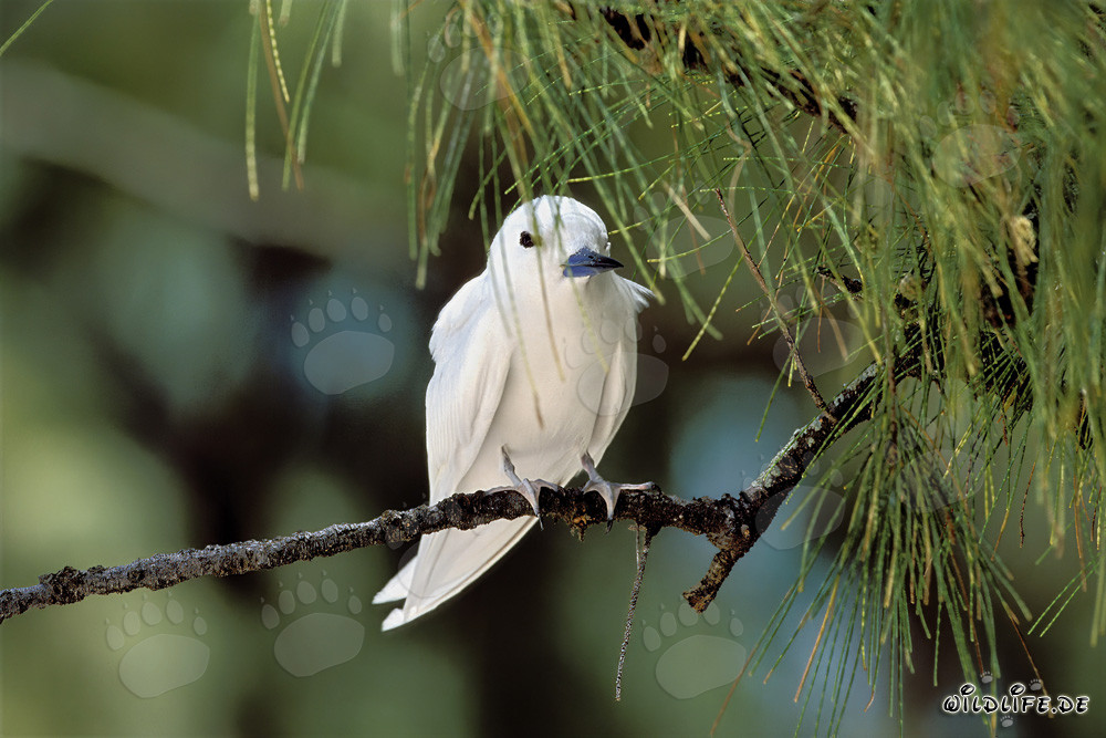 Graceful White Tern Resting on a Tree
