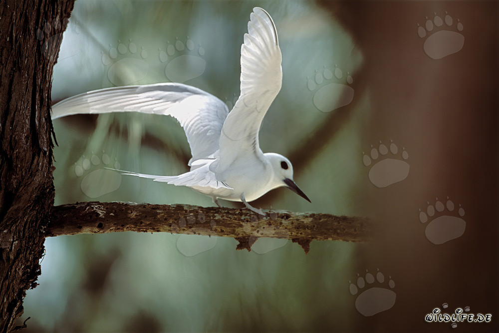 Graceful white tern elegantly lands on a branch