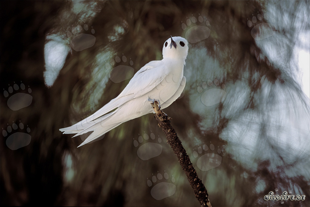 Graceful white tern at the end of the branch