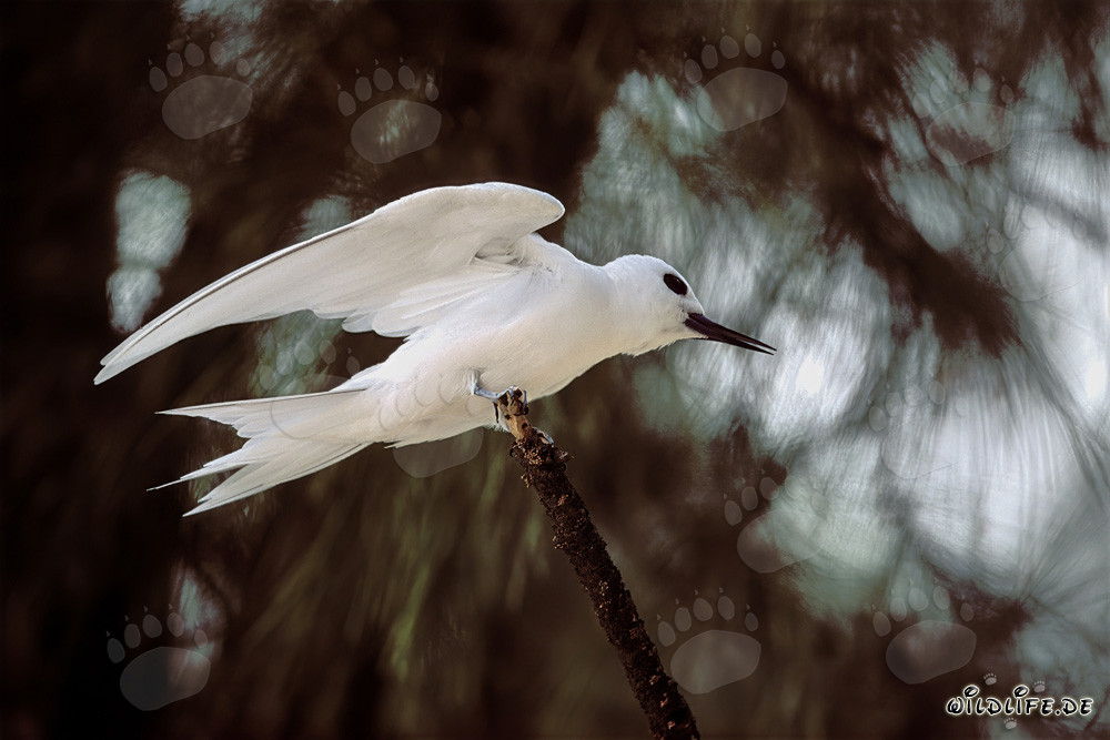 Elegante charrán blanco aterrizando en un árbol