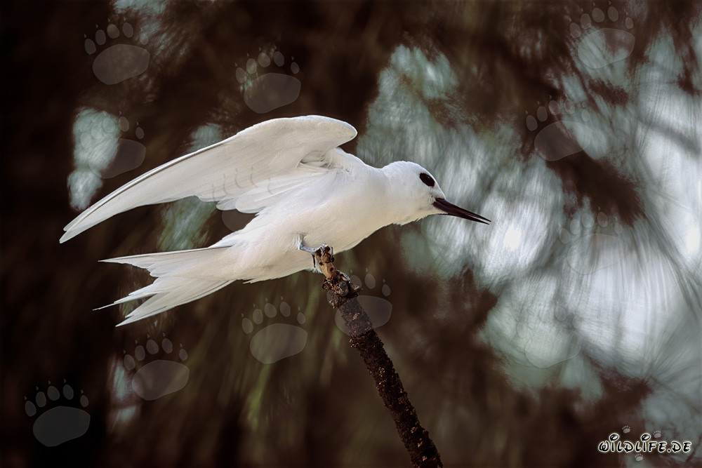Élégante sterne blanche atterrissant sur un arbre