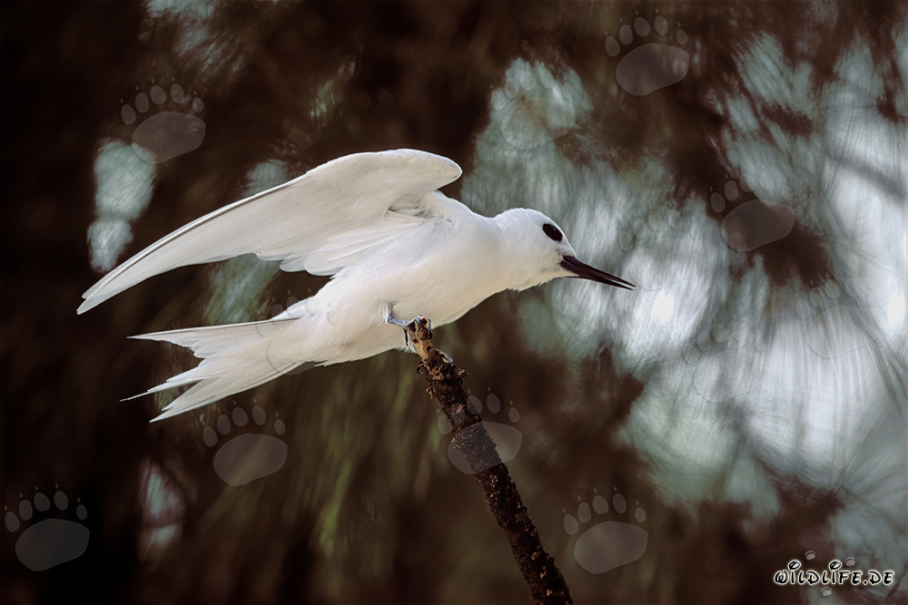 Graceful White Tern Landing on a Tree