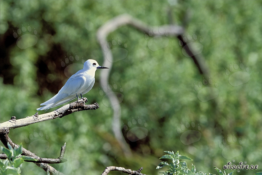 Élégante sterne blanche assise sur une branche mince