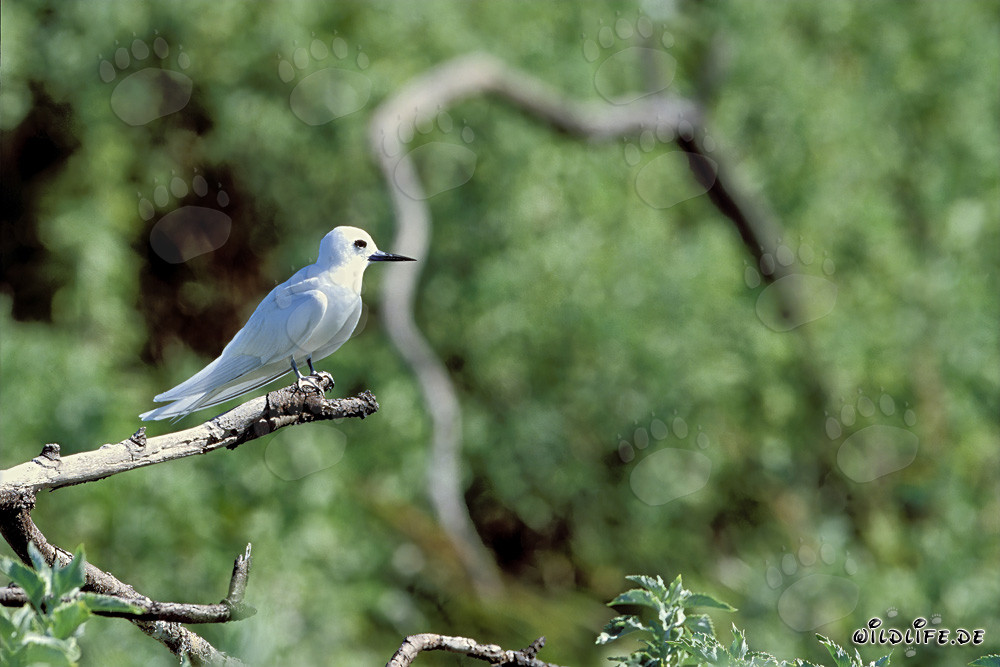 Graceful white tern perched on a thin branch