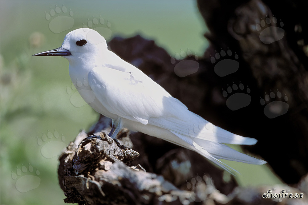 Elegante charrán blanco sentado en un tronco de árbol