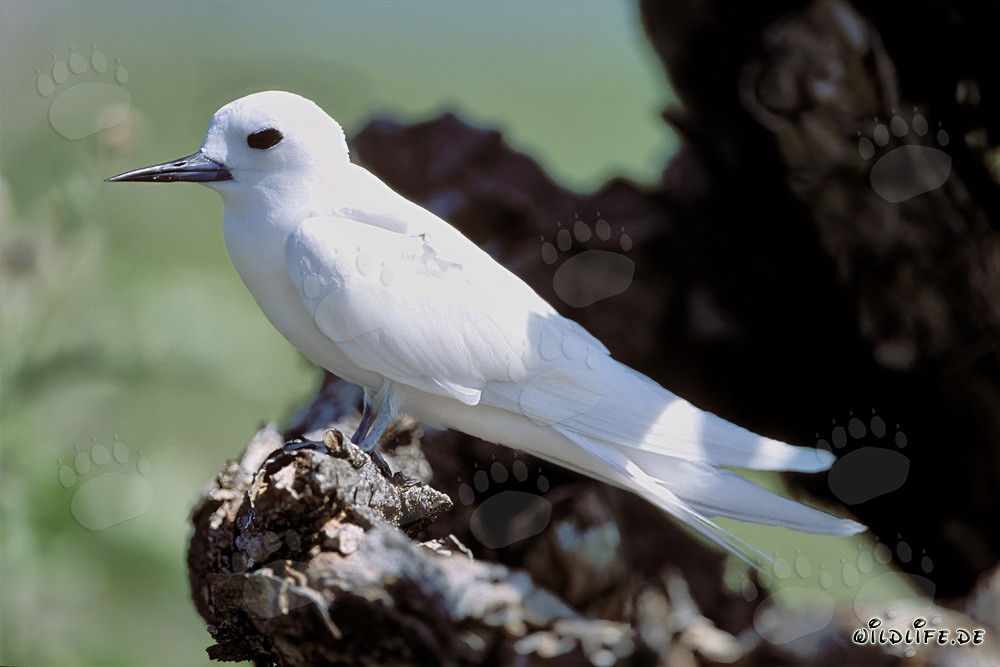 Élégante sterne blanche assise sur un tronc d'arbre