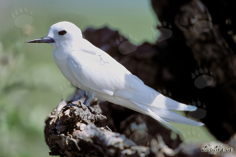 Graceful White Tern perched on a tree stump