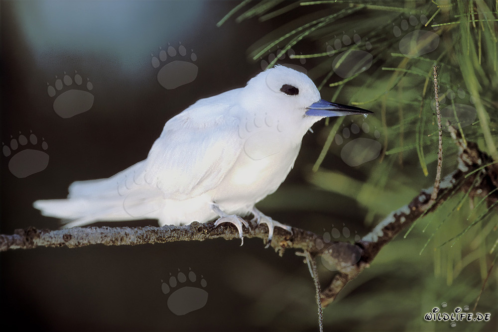 Elegante sterna bianca riposa su un ramo nel paradiso tropicale