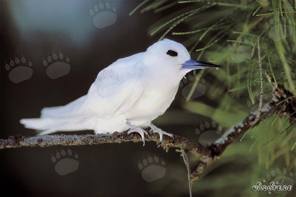Graceful White Tern Resting on a Branch in a Tropical Paradise
