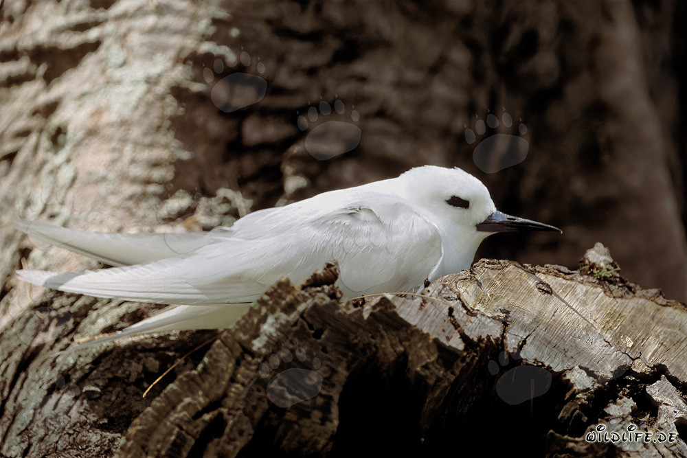 Elegante golondrina de mar descansa en un árbol
