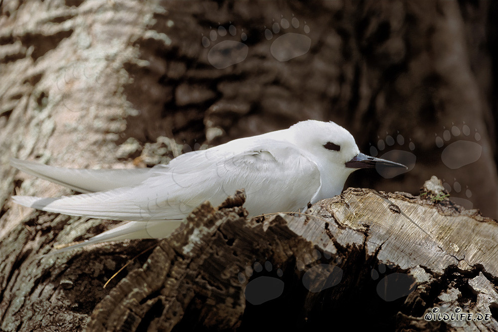 Gracieuse sterne blanche se repose sur un arbre
