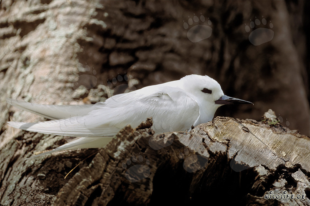 Graceful white tern resting on a tree