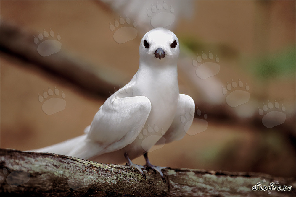 Anmutige Feenseeschwalbe - Eleganter Seevogel in den tropischen Gewässern