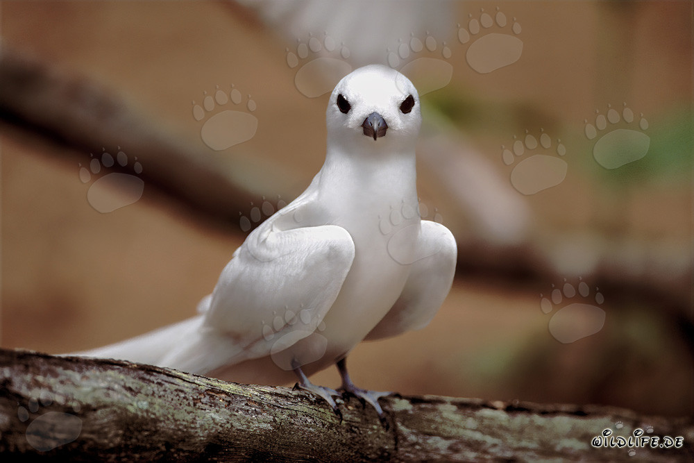 Élégante Sterne blanche - Oiseau de mer élégant dans les eaux tropicales