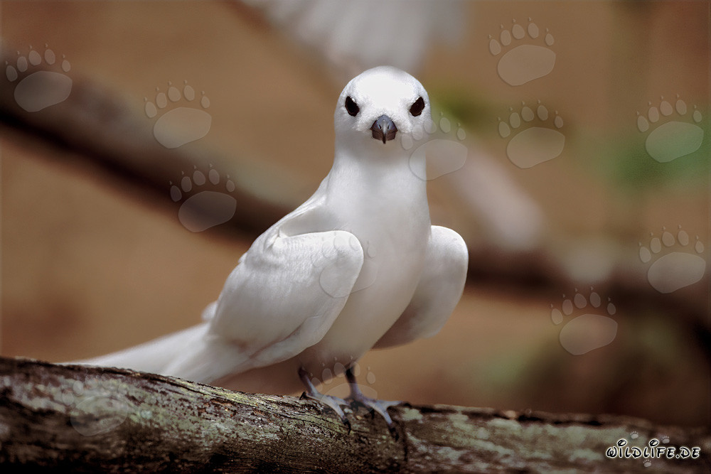 Graceful White Tern - Elegant seabird in tropical waters