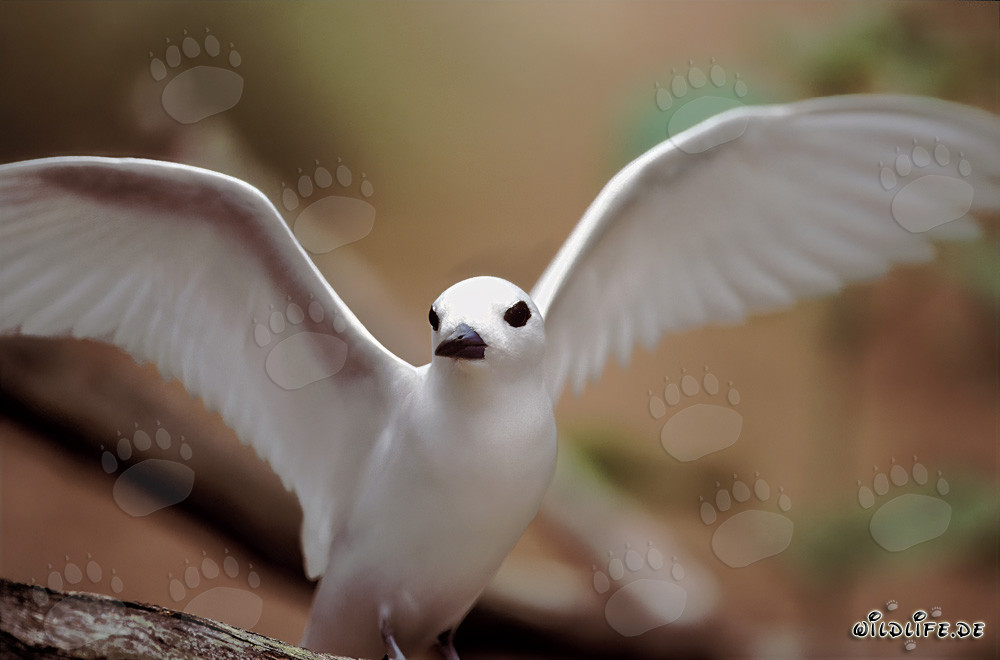 Elegante charrán blanco despliega majestuosamente sus alas