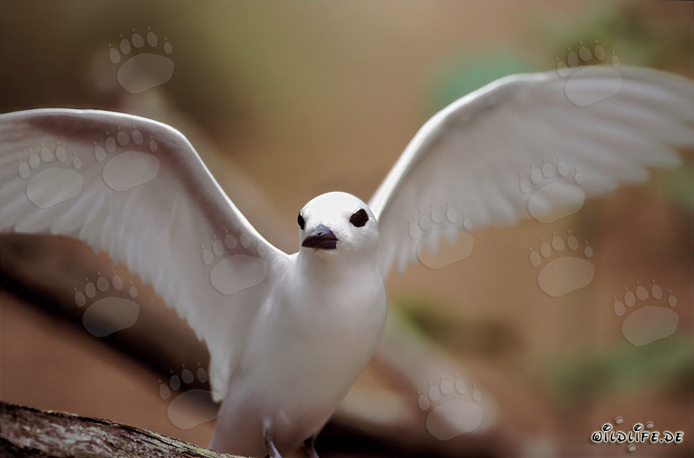 Elegante charrán blanco despliega majestuosamente sus alas