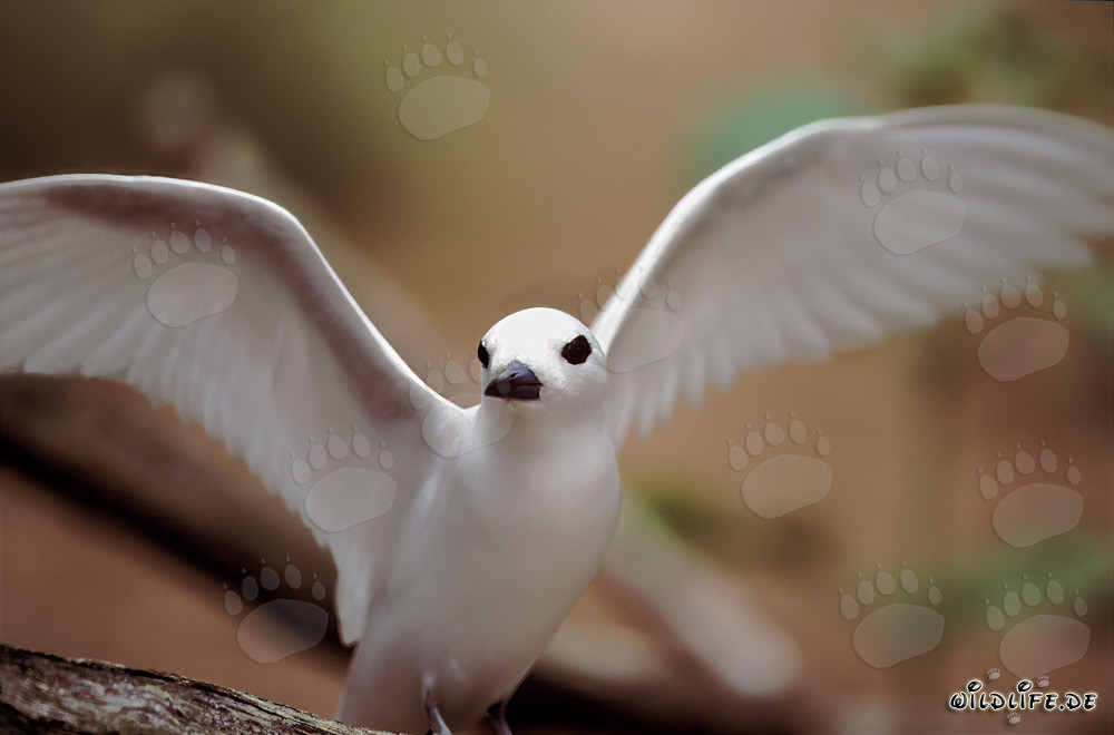 Élégante sterne blanche déploie majestueusement ses ailes