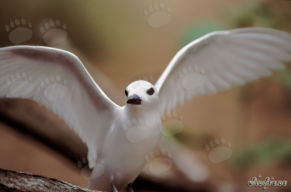 Graceful white tern majestically spreading its wings