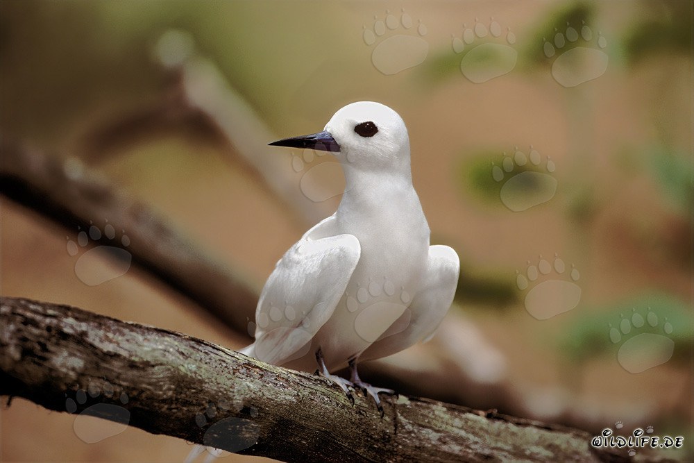 Elegante sterna bianca su un ramo in un paradiso tropicale