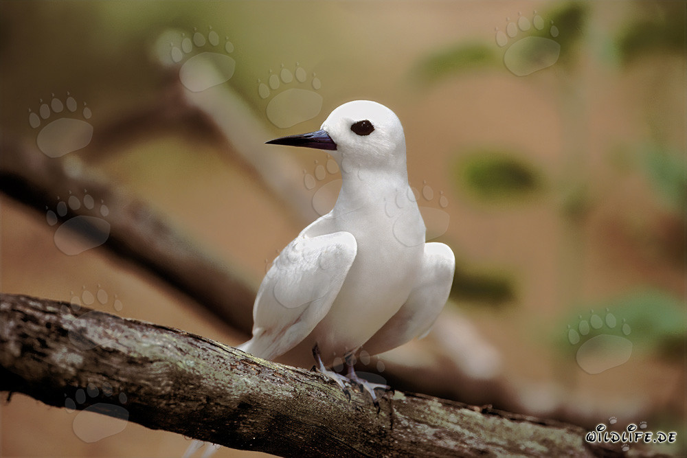Graceful White Tern perched on a branch in a tropical paradise