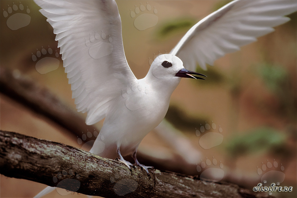 Graceful White Tern with Outstretched Wings