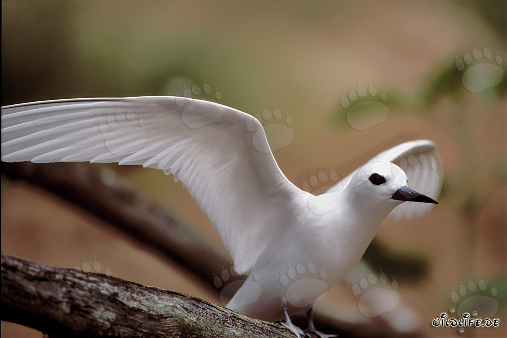Graceful White Tern Taking Off for Fishing on Midway Islands