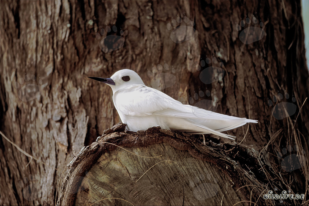Élégante sterne blanche se repose sur une branche