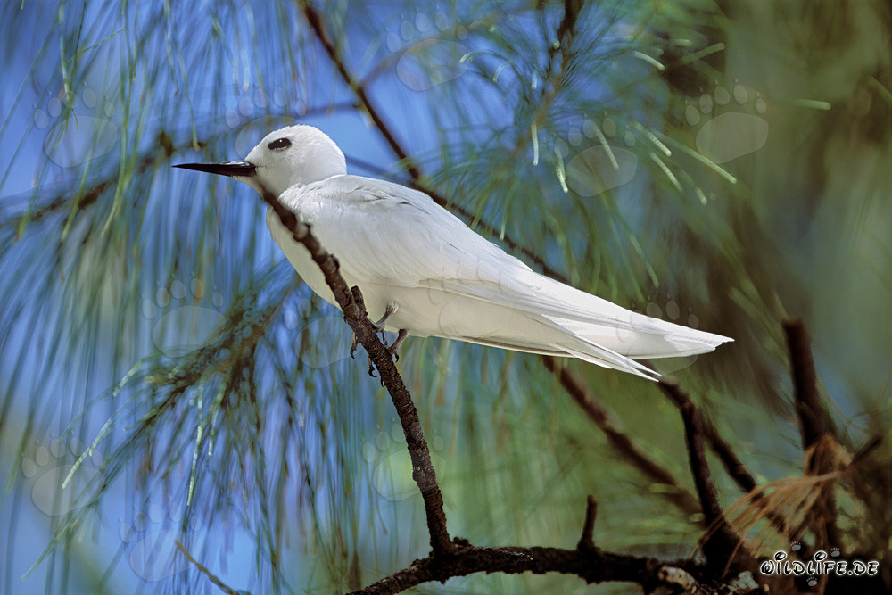 Graceful White Tern on Midway Islands