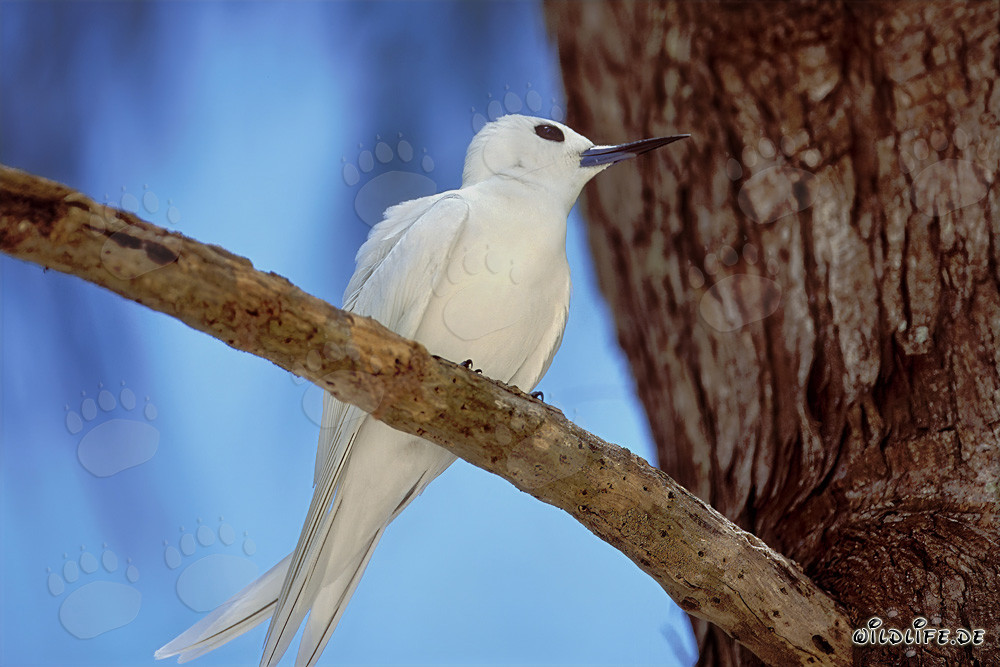 Élégante Sterne blanche se repose sous le soleil tropical de Midway