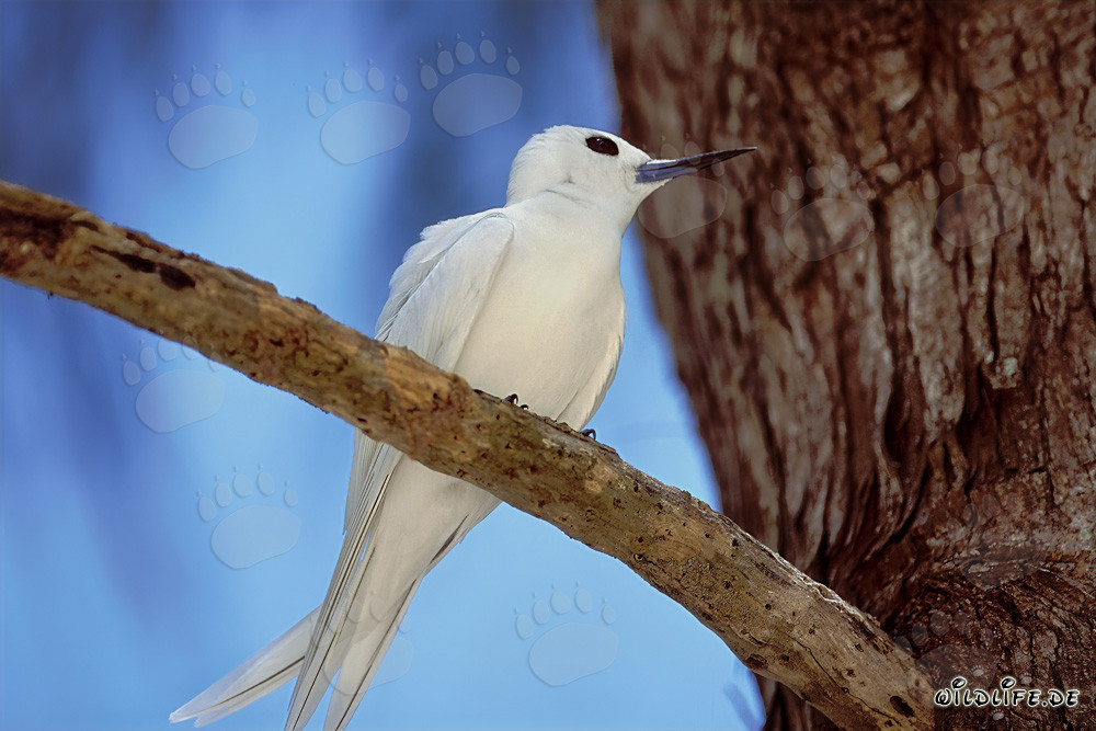 Graceful White Fairy Tern Resting in the Tropical Sun of Midway