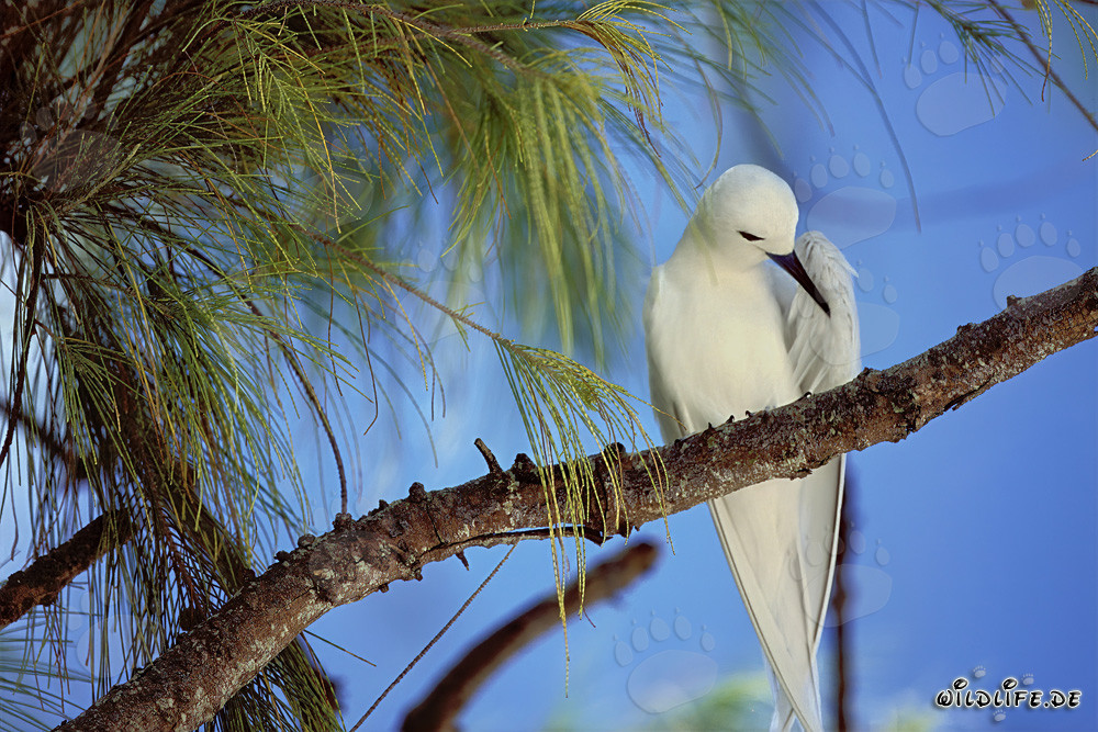 Gracieuse Sterne blanche sur un arbre