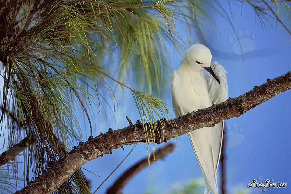 Graceful White Tern Resting on a Tree Branch