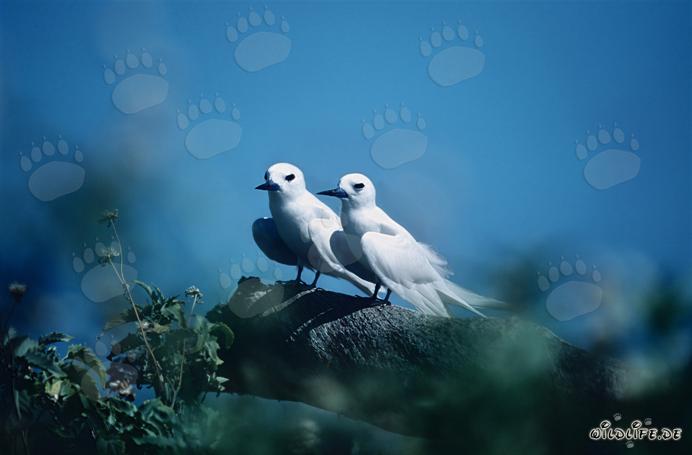 Graceful White Terns on the Midway Islands