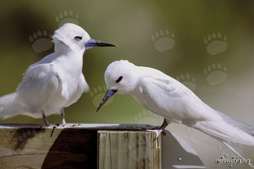 Graceful White Terns on Midway Islands
