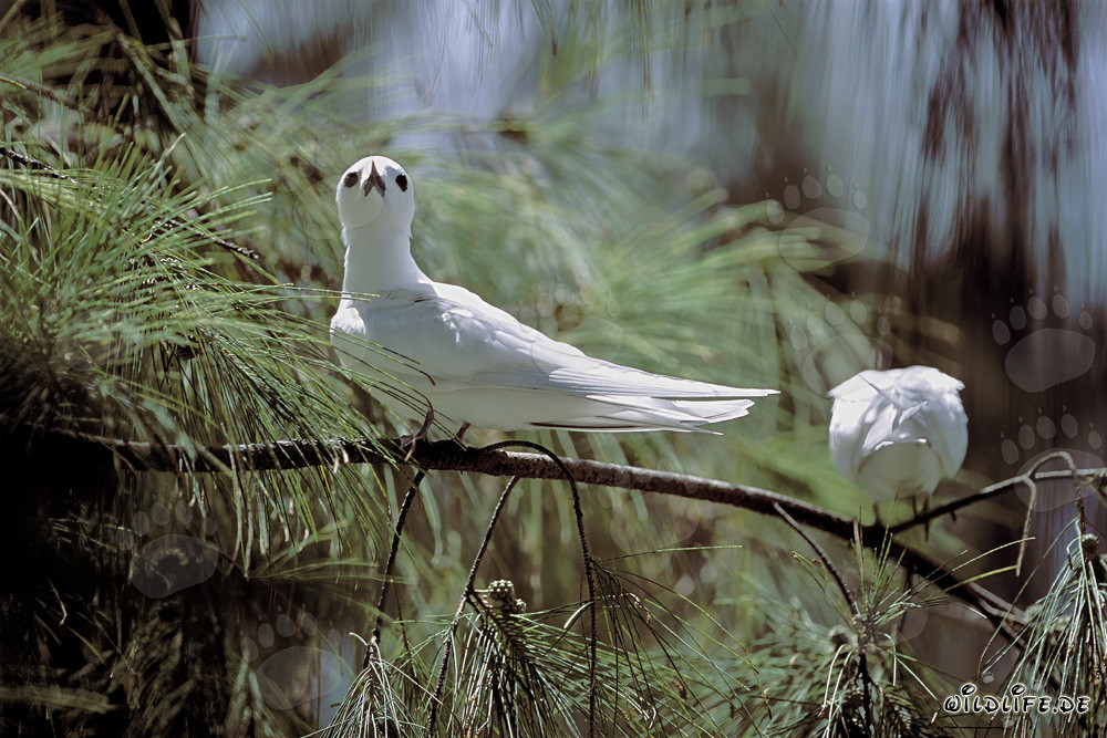 Elegantes charranes de hadas en las islas Midway