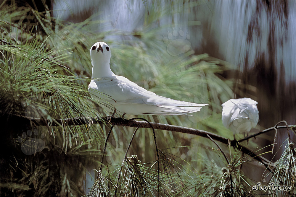 Eleganti sterne delle fate sulle isole Midway
