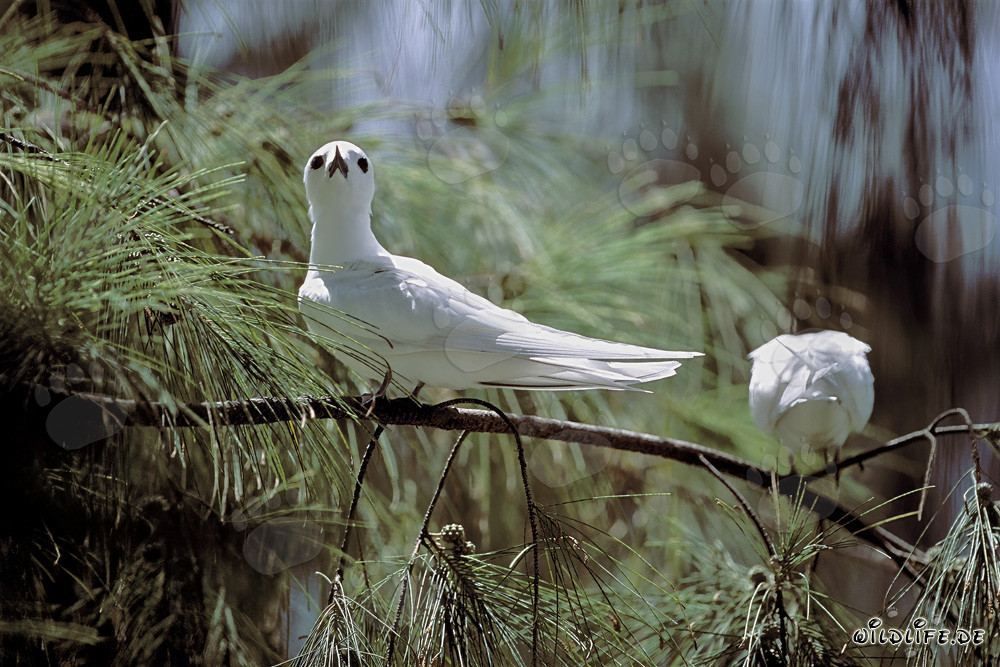 Graceful White Terns on Midway Islands