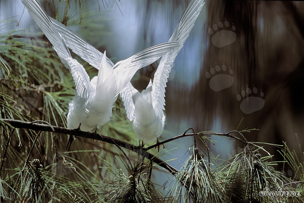 Graceful White Terns Flying Over the Deep Blue Sea