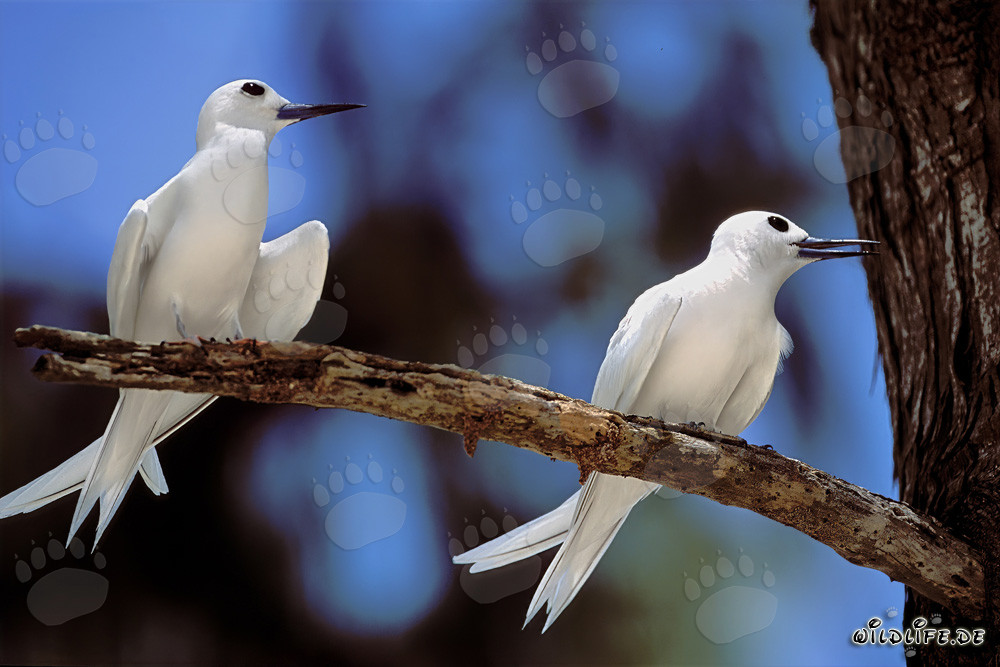 Elegantes charranes blancos en un árbol en el paraíso tropical