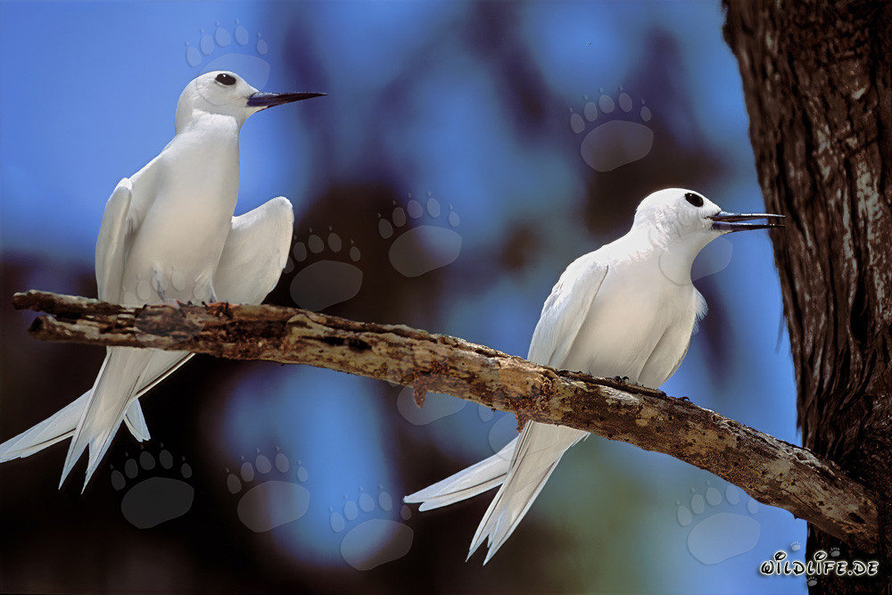 Graceful White Terns Perched on a Tree in the Tropical Paradise