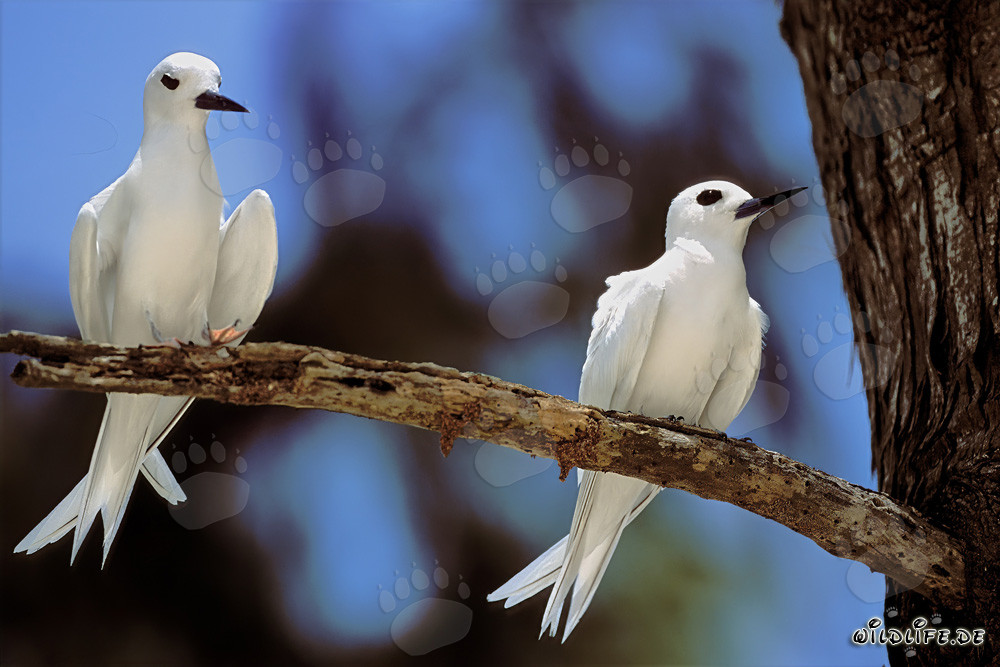 Graceful white terns perched on a tree in the tropical paradise