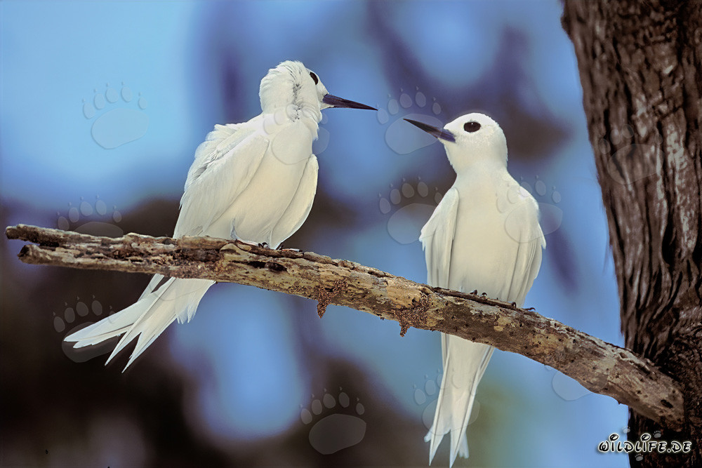 Elegantes charranes blancas en un árbol