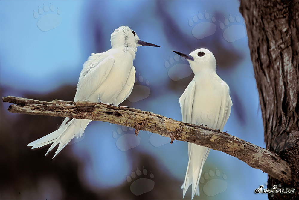 Élégants sternes blanches sur un arbre