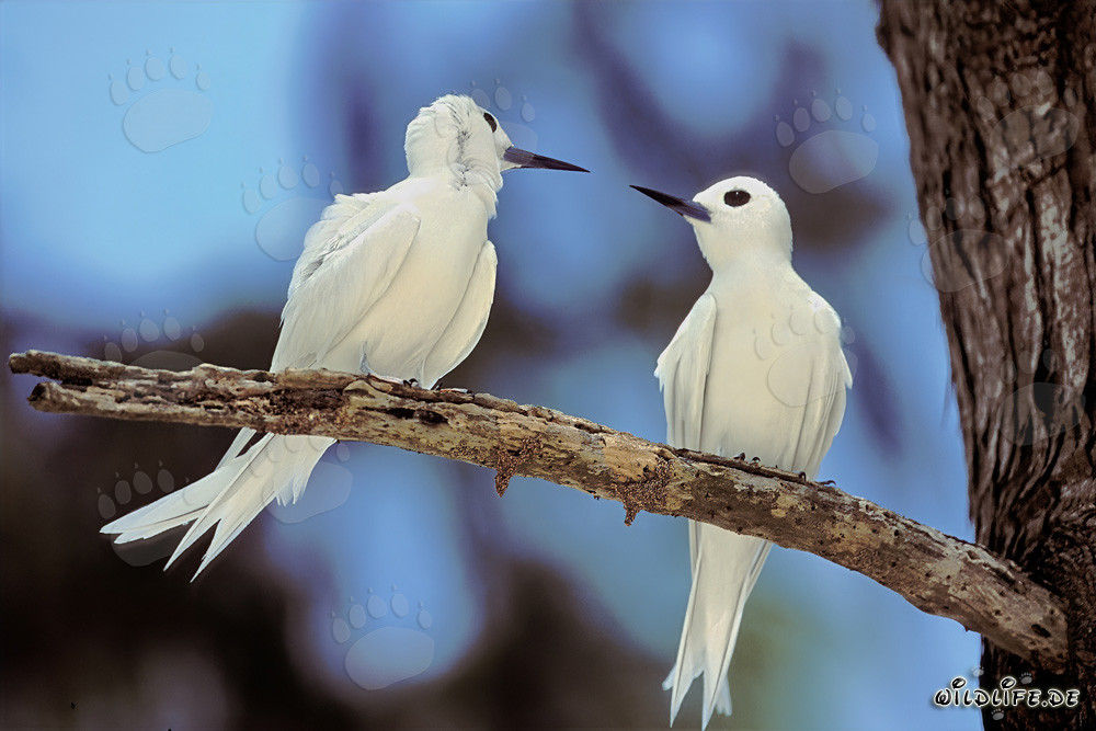 Graceful White Terns perched on a tree