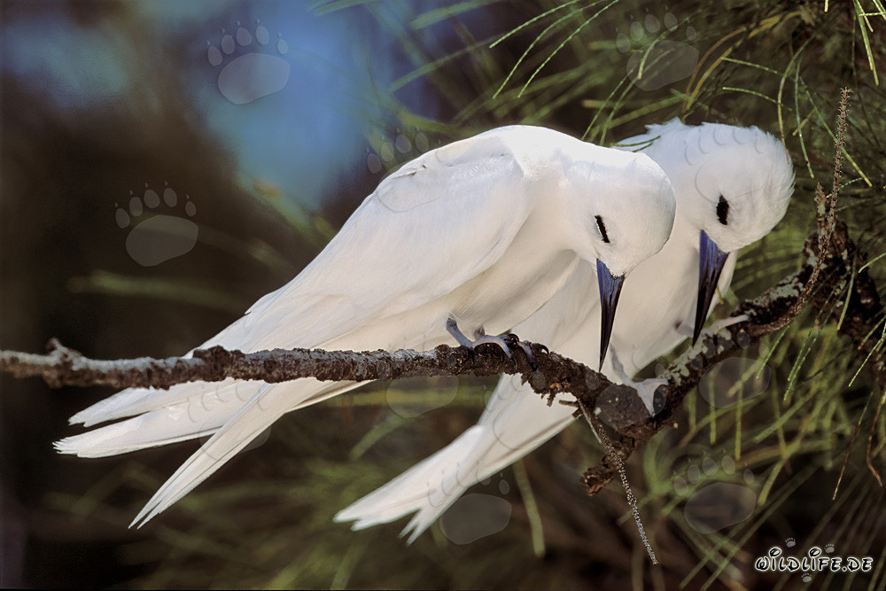 Elegantes charranes blancos en un árbol
