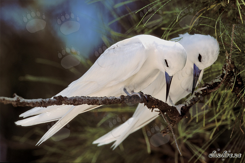 Élégantes sternes blanches sur un arbre